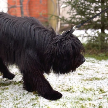 Собаки в добрые руки - Федя
