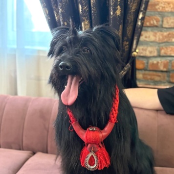 Федя - Собаки в добрые руки