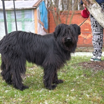 Собаки в добрые руки - Федя - 1