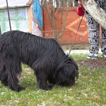 Собаки в добрые руки - Федя - 2