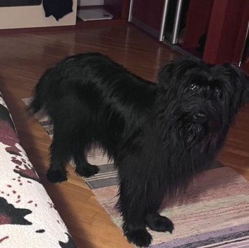 Собаки в добрые руки - Федя - 4