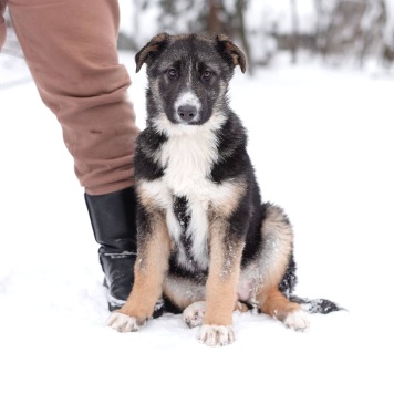 девочка - Собаки в добрые руки