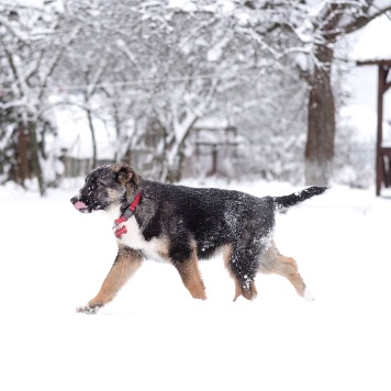 Собаки в добрые руки - девочка - 1