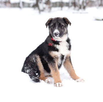 Собаки в добрые руки - девочка - 2