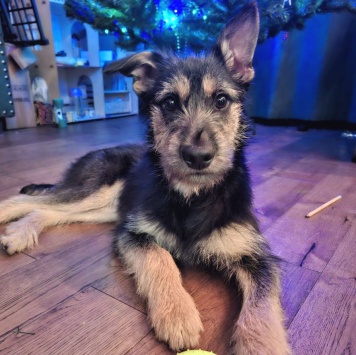 Собаки в добрые руки - Грейси