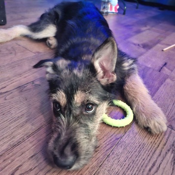 Собаки в добрые руки - Грейси - 1