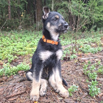 Собаки в добрые руки - Грейси - 2