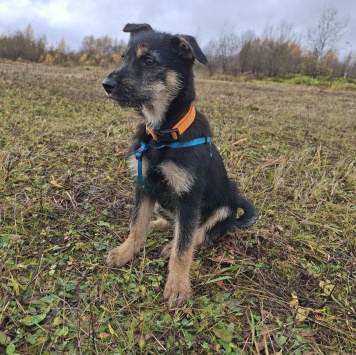 Собаки в добрые руки - Грейси - 3