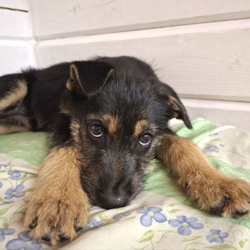 Собаки в добрые руки - Грейси - 4