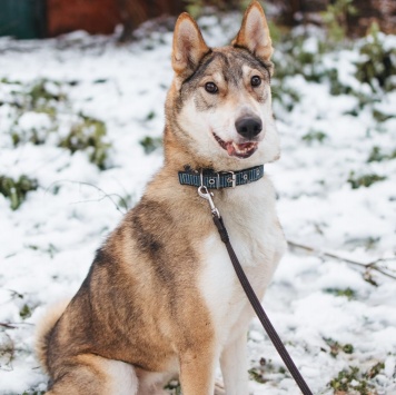 Собаки в добрые руки - Рокки