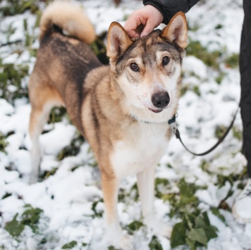 Собаки в добрые руки - Рокки - 1