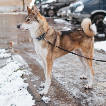 Собаки в добрые руки - Рокки - 2