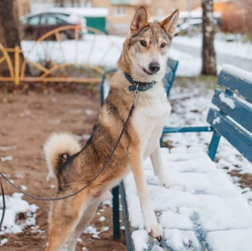 Собаки в добрые руки - Рокки - 3