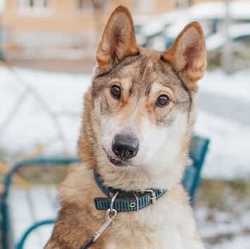 Собаки в добрые руки - Рокки - 4