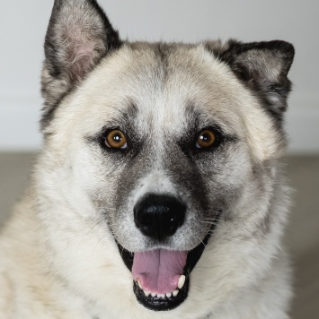 Собаки в добрые руки - Бинго