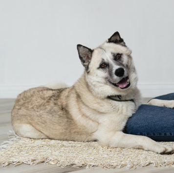 Собаки в добрые руки - Бинго - 2