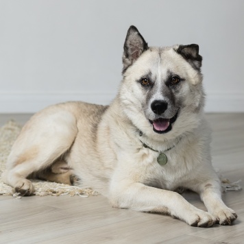 Собаки в добрые руки - Бинго - 3