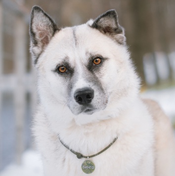 Собаки в добрые руки - Бинго - 1