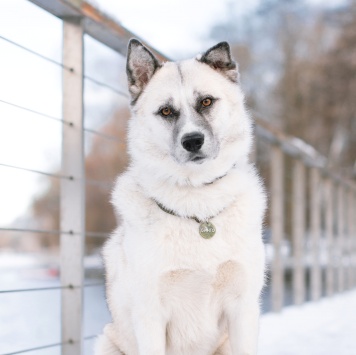 Собаки в добрые руки - Бинго - 3