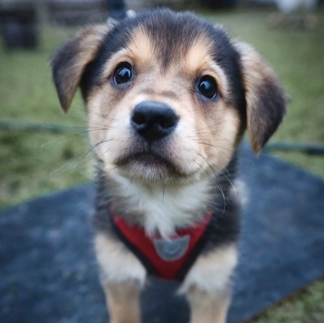 Санта - Собаки в добрые руки