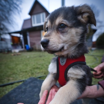 Собаки в добрые руки - Санта - 1