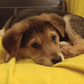 Собаки в добрые руки - Санта - 2