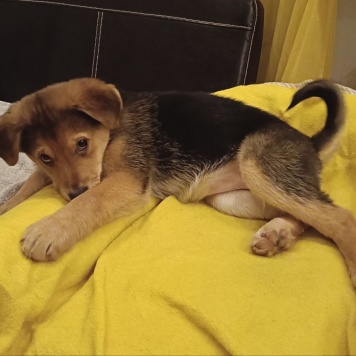 Собаки в добрые руки - Санта - 3