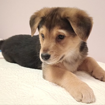 Собаки в добрые руки - Санта - 4