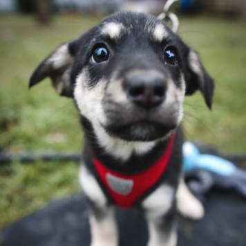 Собаки в добрые руки - Аляска - 1