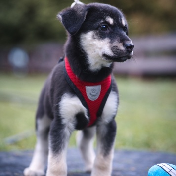 Собаки в добрые руки - Аляска - 2