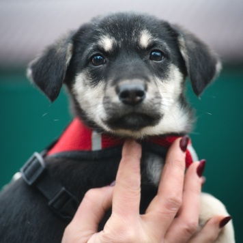 Собаки в добрые руки - Аляска - 3