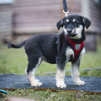 Собаки в добрые руки - Аляска - 4