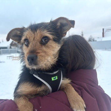 Собаки в добрые руки - Бадди