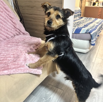 Собаки в добрые руки - Бадди - 1