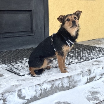 Собаки в добрые руки - Бадди - 4