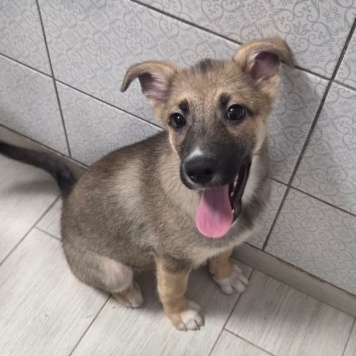 Собаки в добрые руки - Нора