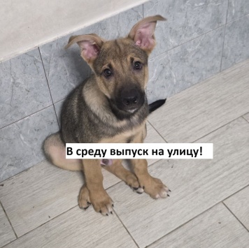 Ройс - Собаки в добрые руки