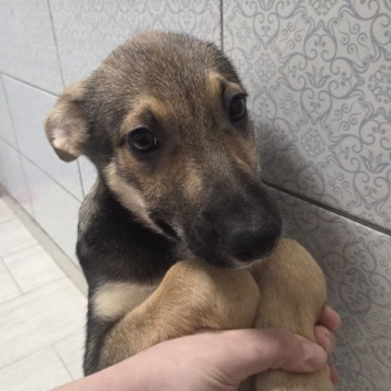 Собаки в добрые руки - Ройс - 1