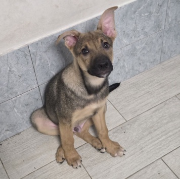 Собаки в добрые руки - Ройс - 2