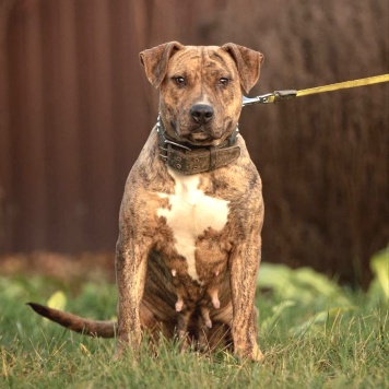 Собаки в добрые руки - Тайра