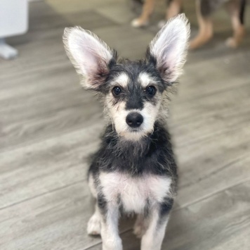 Щенок - Собаки в добрые руки