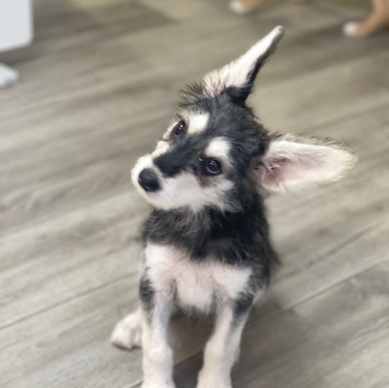 Собаки в добрые руки - Щенок - 1