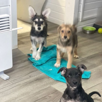 Собаки в добрые руки - Щенок - 2