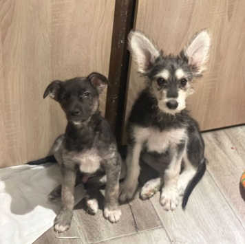 Собаки в добрые руки - Щенок - 3