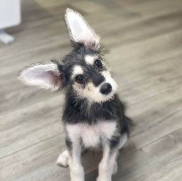 Собаки в добрые руки - Щенок - 4