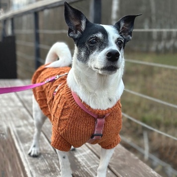 Собаки в добрые руки - Вега