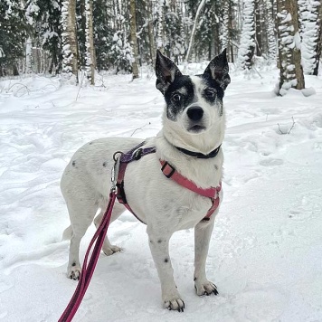 Собаки в добрые руки - Вега - 1