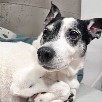 Собаки в добрые руки - Вега - 3