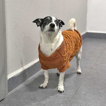 Собаки в добрые руки - Вега - 4