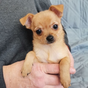 Карамелька - Собаки в добрые руки